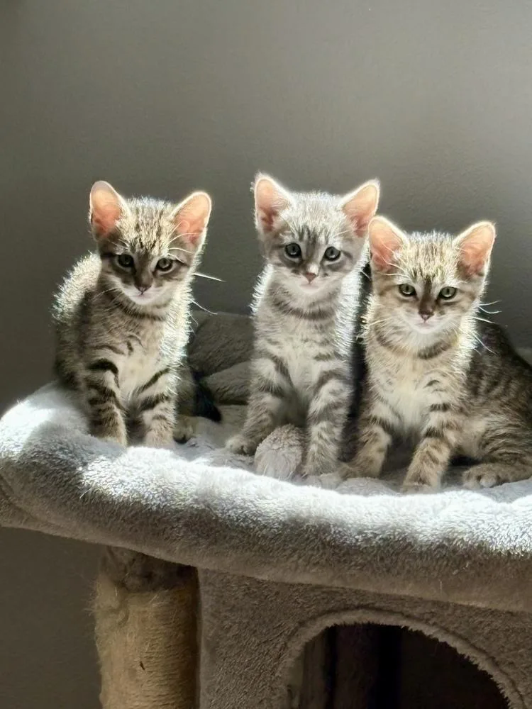 A baby small-sized male Domestic Short Hair cat named Batman for adoption in Dallas, TX