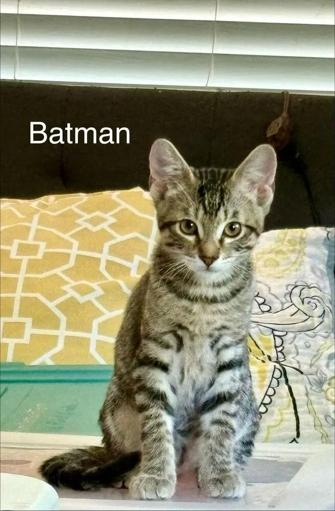 Batman thumbnail 2