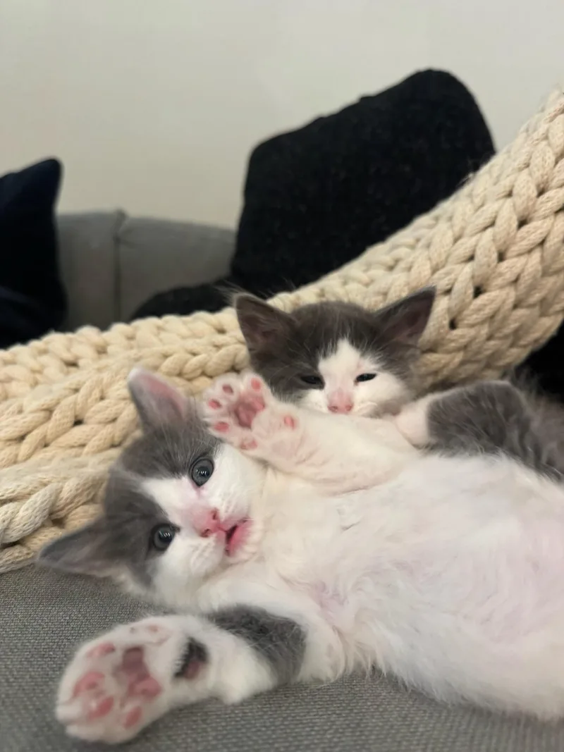 A baby small-sized male Gray & White Domestic Short Hair cat named Hemingway for adoption in Davis, CA
