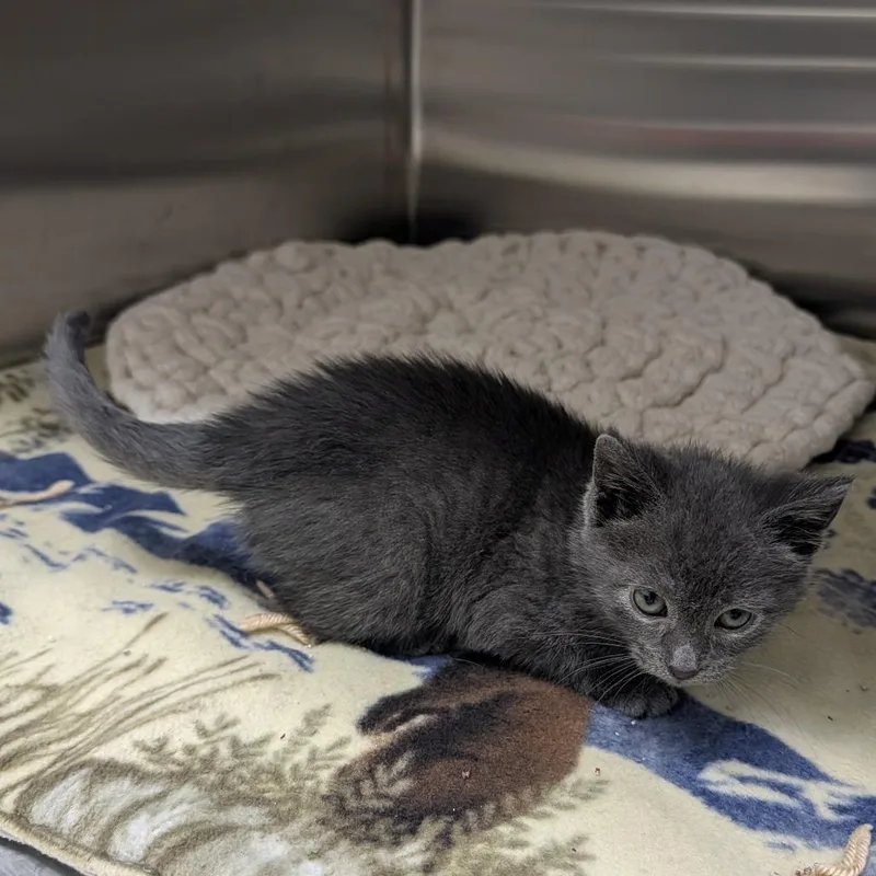 A baby small-sized male Domestic Short Hair cat named Lacrosse for adoption in Detroit Lakes, MN