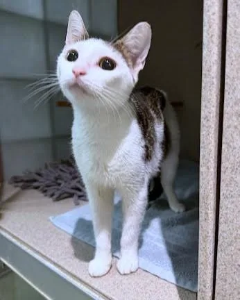 An adult medium-sized female Domestic Short Hair cat named Jess for adoption in Washington, DC