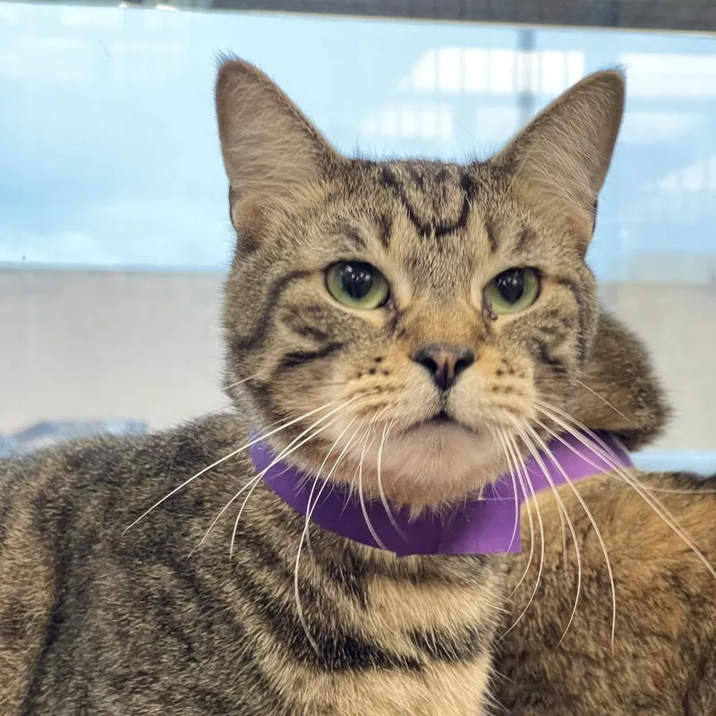 An adult large-sized male Brown / Chocolate Extra-Toes Cat / Hemingway Polydactyl cat named Hulk for adoption in Tulsa, OK