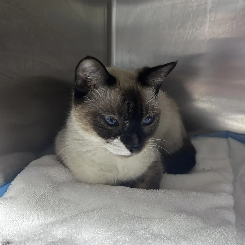 An adult medium-sized female Snowshoe cat named Willow for adoption in Lancaster, PA