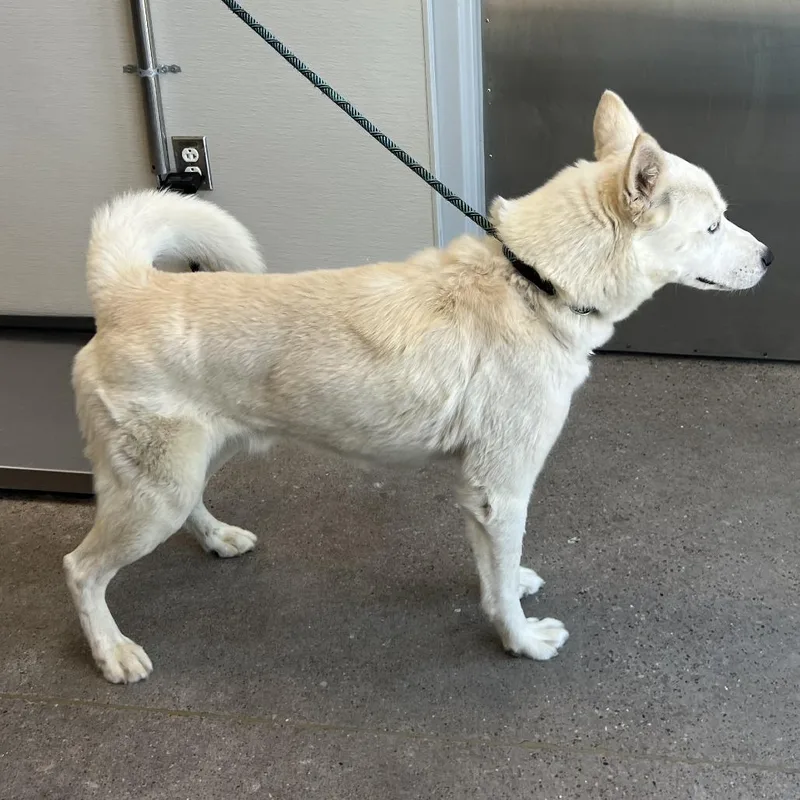 An adult medium-sized male White / Cream Mixed Breed dog named Viserys for adoption in Las Cruces, NM
