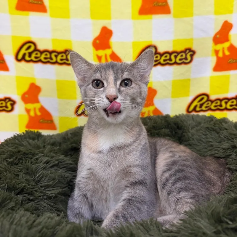 A young medium-sized female Tortoiseshell Domestic Short Hair cat named Mochi for adoption in Deerfield, IL