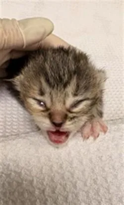 A baby small-sized male Domestic Short Hair cat named Boots for adoption in Riverside, CA