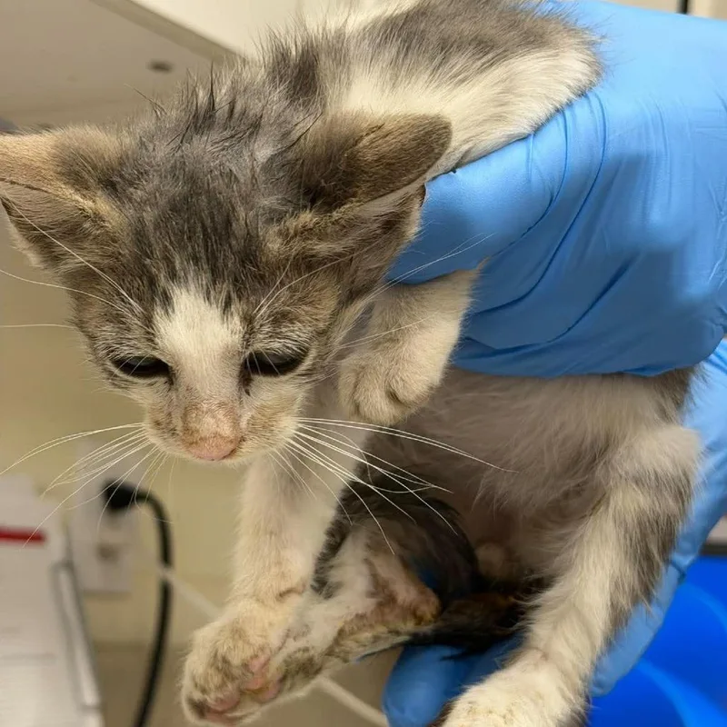 A baby small-sized male Domestic Short Hair cat named Tool for adoption in Bastrop, TX