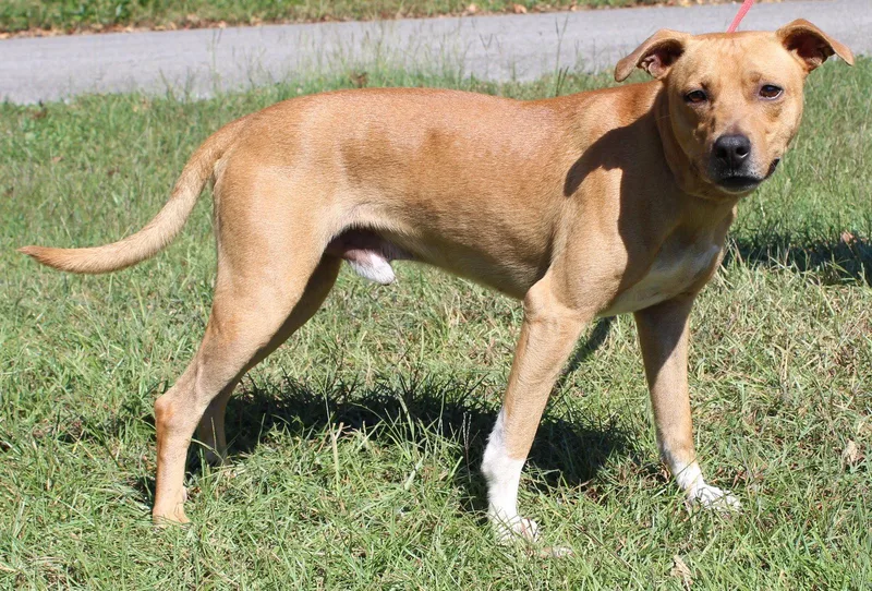 An adult medium-sized male Mountain Cur dog named Johnny Cash for adoption in Prattville, AL