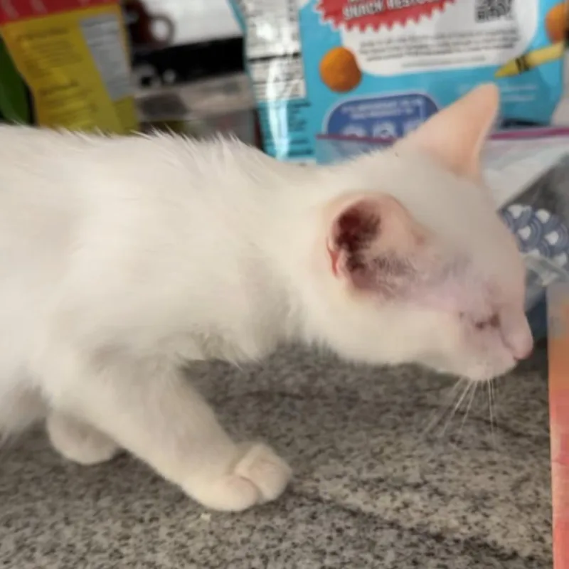A baby small-sized male White Domestic Short Hair cat named Cotton for adoption in Granby, MO