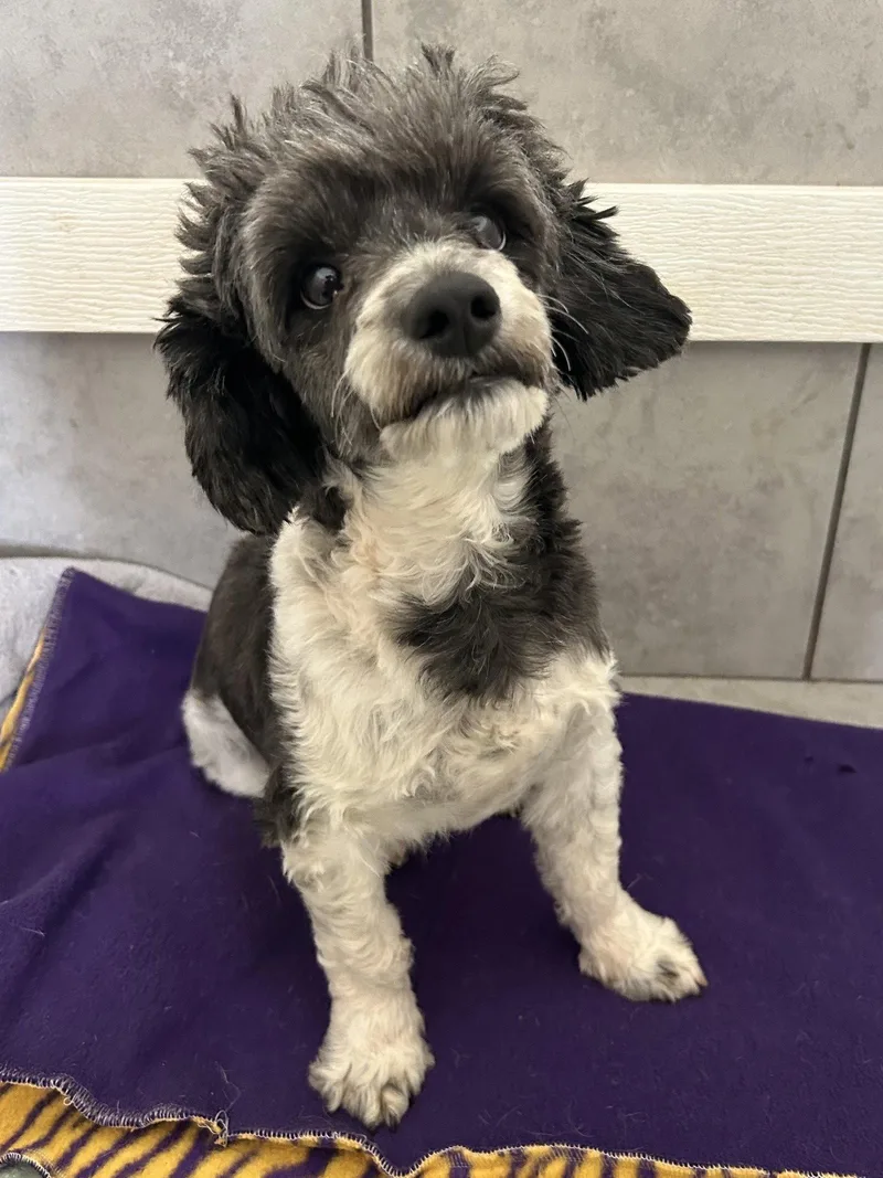 An adult small-sized male Poodle dog named Theo Mar for adoption in Pacolet, SC