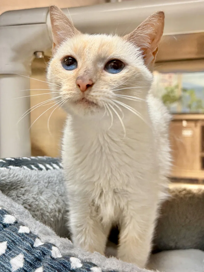 An adult medium-sized female Siamese cat named Rosie for adoption in Herndon, VA