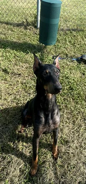 A young large-sized male Doberman Pinscher dog named Odesseus for adoption in Pasadena, TX