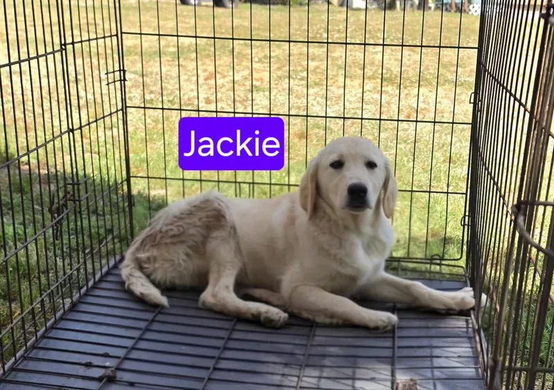 A baby small-sized female White / Cream Labrador Retriever dog named Jackie for adoption in Ladson, SC