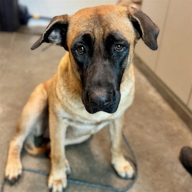 An adult large-sized female Mastiff dog named Eliza for adoption in Tavares, FL