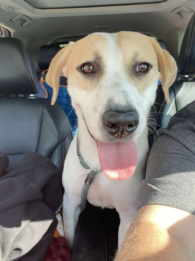 A baby medium-sized female Black Mouth Cur dog named Suki BACA 🇨🇦 for adoption in Silsbee, TX