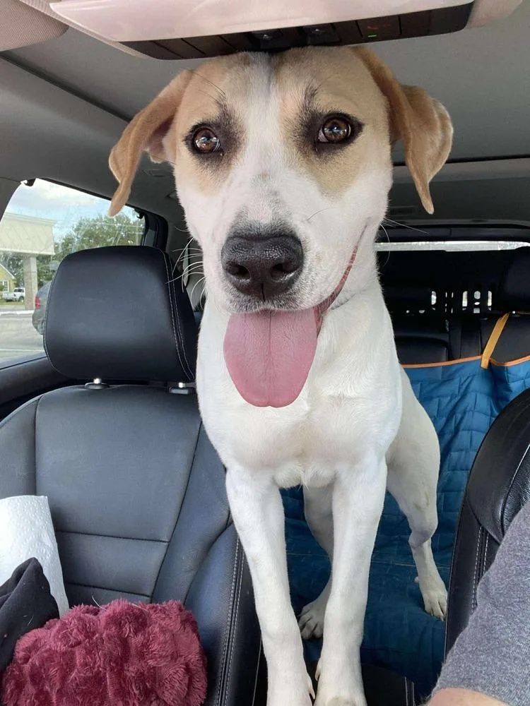 Suki BACA 🇨🇦 thumbnail 5