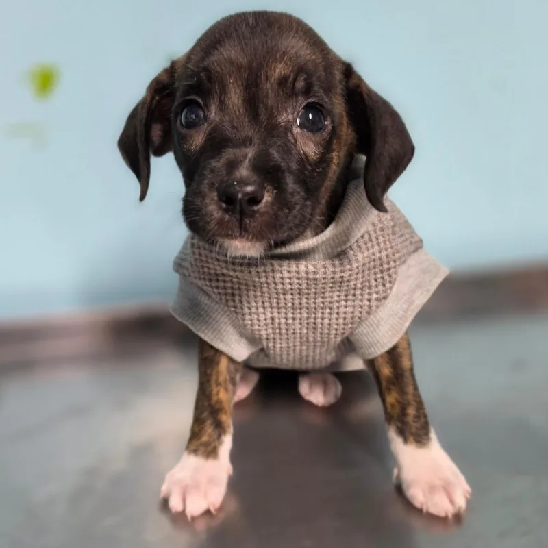A baby small-sized female Brindle Mixed Breed dog named Millie for adoption in Jefferson city, TN