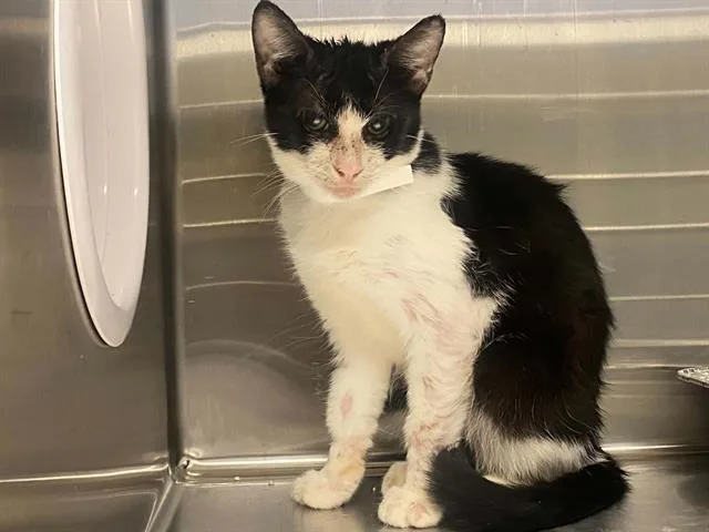 A young medium-sized female Domestic Short Hair cat named Iris for adoption in Tustin, CA