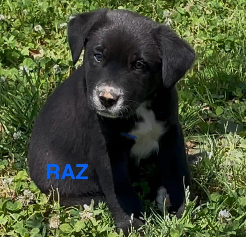 Raz thumbnail 2