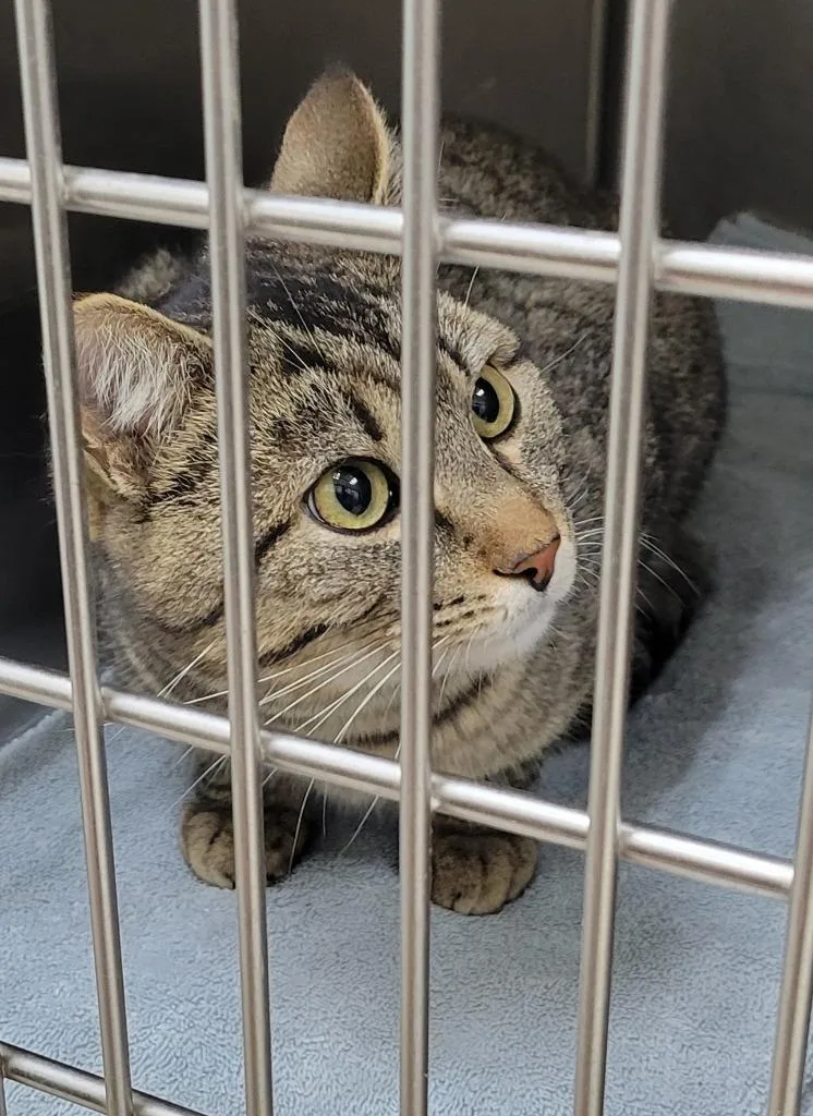 A young small-sized male Domestic Short Hair cat named S Cat for adoption in Heber City, UT