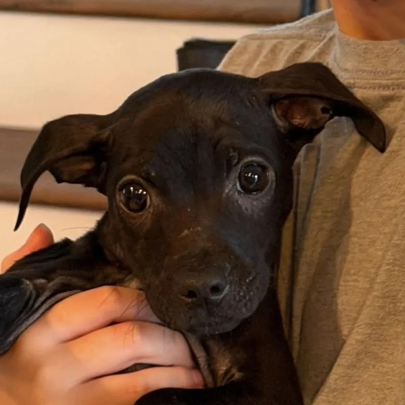 A baby small-sized male Black Chihuahua dog named Graham for adoption in Jacksonville, FL