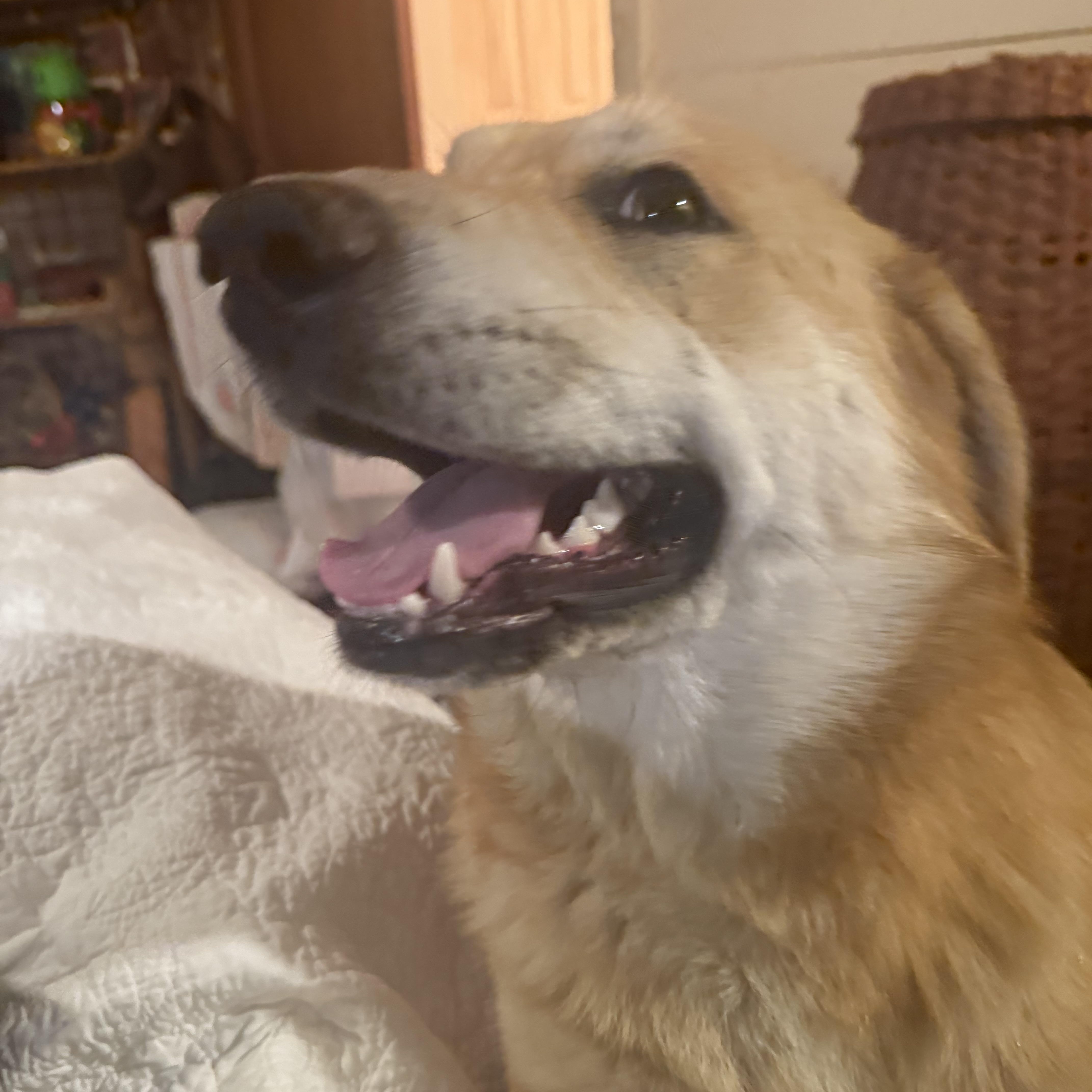 Rascal Buddy thumbnail 5