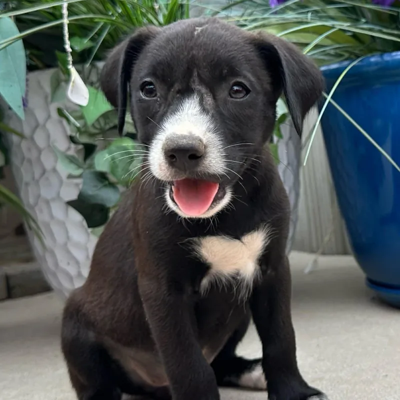 A baby medium-sized female Black Husky dog named Tootsie Mini for adoption in Andover, MA
