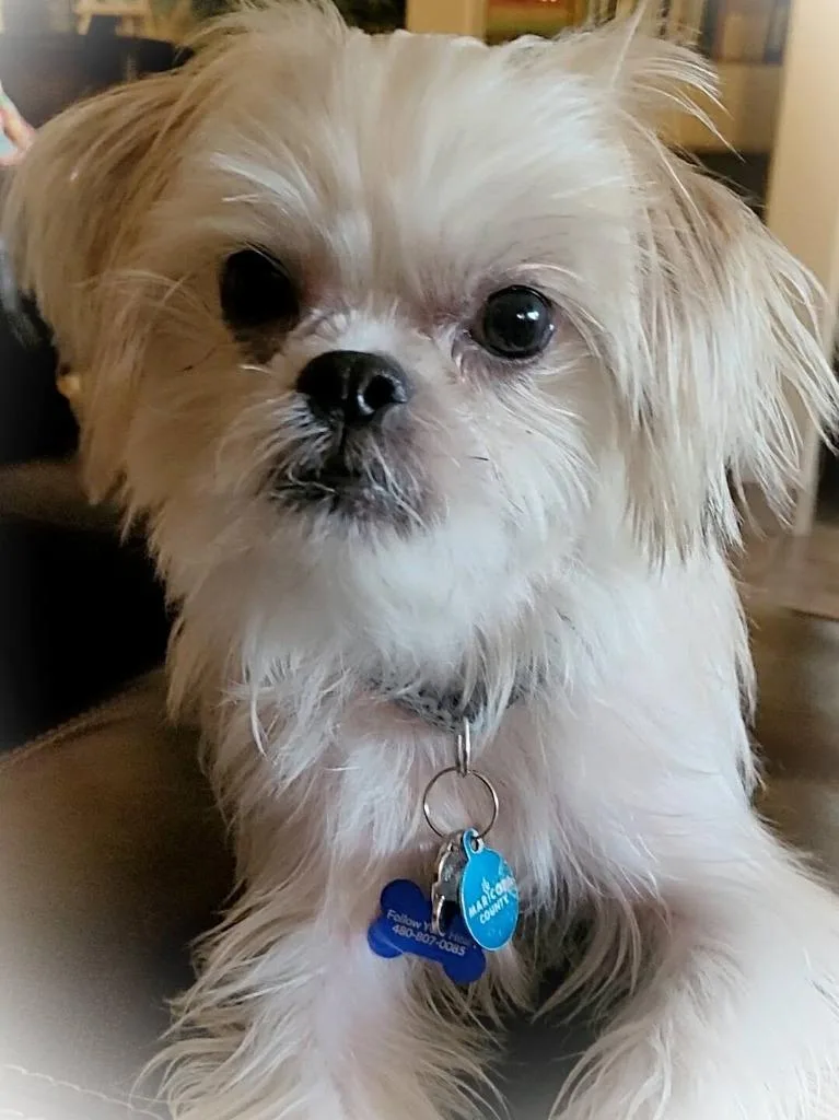 A young small-sized male Brussels Griffon dog named Rio for adoption in Mesa, AZ