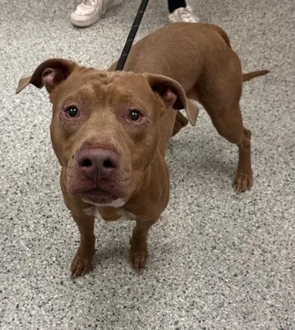An adult large-sized male Brown / Chocolate Pit Bull Terrier dog named Graham for adoption in Kansas City, MO