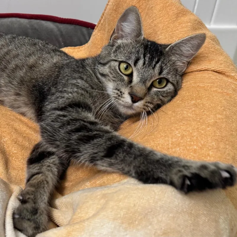 An adult small-sized female Brown / Chocolate Domestic Short Hair cat named Mama Hamper for adoption in Falls Church, VA