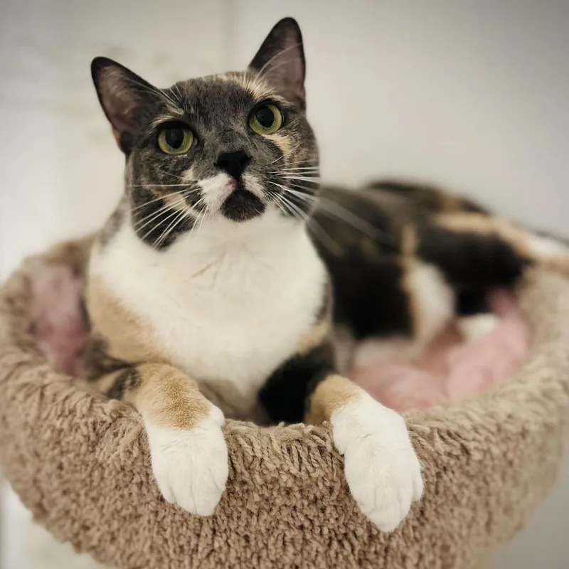 An adult medium-sized female Dilute Calico Domestic Short Hair cat named Yoshi for adoption in Fort Worth, TX