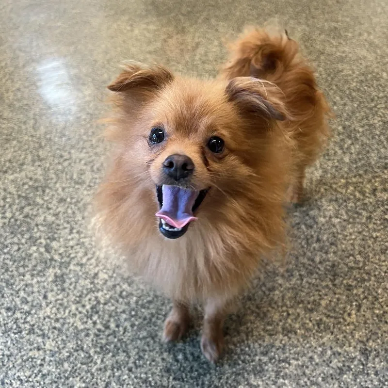 An adult small-sized male Red / Chestnut / Orange Pomeranian dog named Gemini for adoption in Falls Church, VA