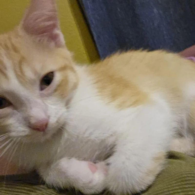 A baby small-sized male Orange / Red Domestic Short Hair cat named Cliffton for adoption in San Antonio, TX