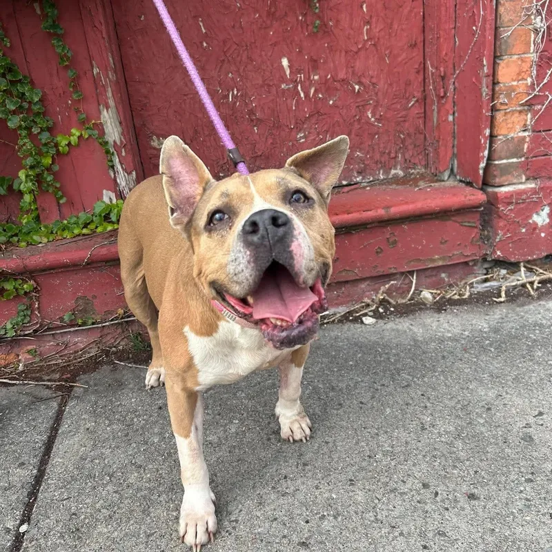 An adult medium-sized female Pit Bull Terrier dog named Moira for adoption in Buffalo, NY
