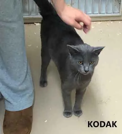 An adult medium-sized male Gray / Blue / Silver Domestic Short Hair cat named Kodak for adoption in Washington, GA