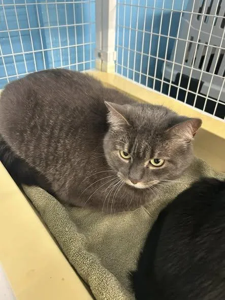 An adult large-sized female Domestic Short Hair cat named Wasabi for adoption in Claremont, NH