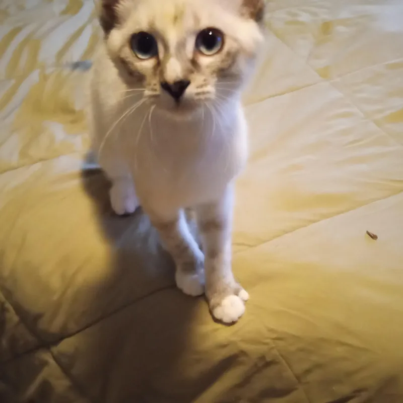 A baby medium-sized female Cream Point Siamese cat named Bugs for adoption in Sautee Nacoochee, GA