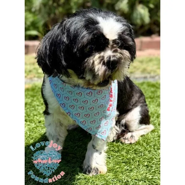 A young small-sized male Black Shih Tzu dog named Benji for adoption in Inglewood, CA