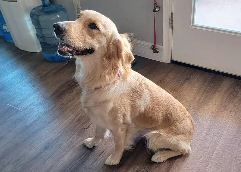 A young medium-sized female Golden Retriever dog named Honey for adoption in Glendale, AZ