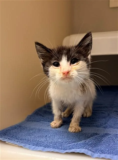A baby small-sized male Domestic Short Hair cat named Zuko for adoption in Statesville, NC