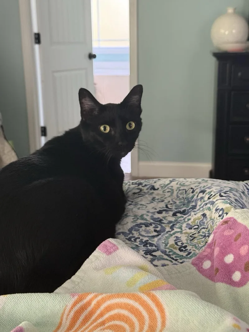 An adult large-sized male Black Domestic Short Hair cat named Gazebo for adoption in Columbia, SC