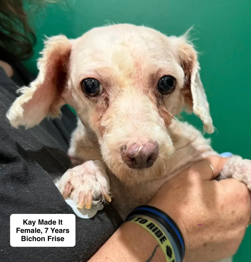 An adult small-sized female Bichon Frise dog named Kay Made It for adoption in Blue Springs, MO