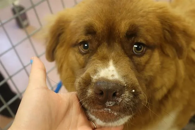 A young large-sized female Mixed Breed dog named Mesa for adoption in Columbia, SC