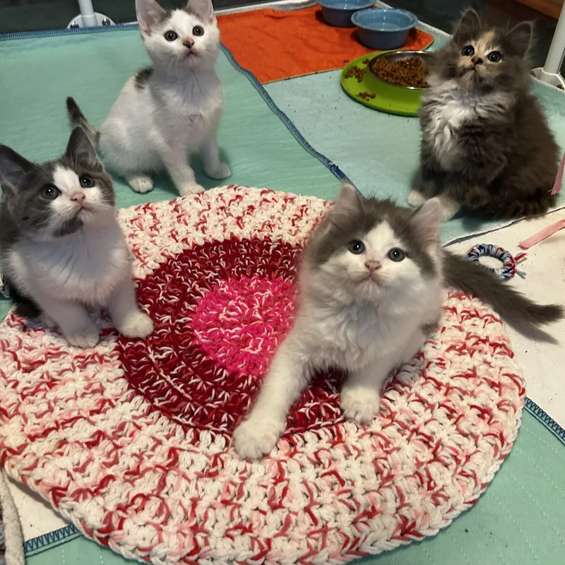 A baby small-sized male Gray & White Domestic Short Hair cat named Mussel for adoption in Warminster, PA