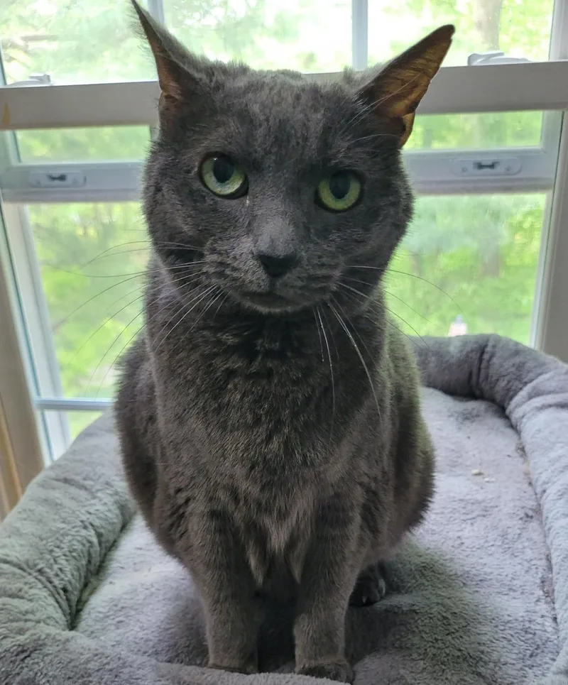 A senior medium-sized female Tabby (Gray / Blue / Silver) Domestic Short Hair cat named Haley for adoption in Washington Grove, MD