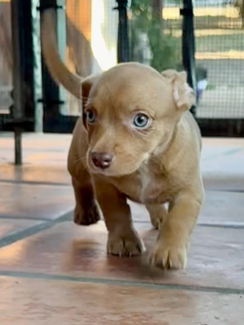A baby small-sized male Terrier dog named Linden for adoption in Capistrano Beach, CA