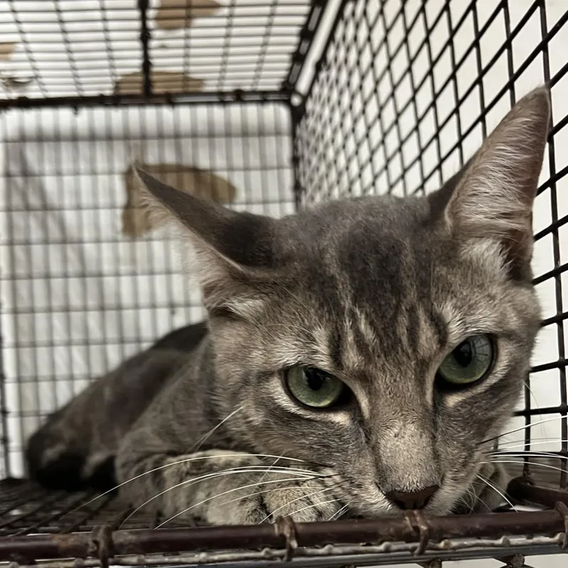 An adult medium-sized male Domestic Short Hair cat named Larry for adoption in Edinburg, TX