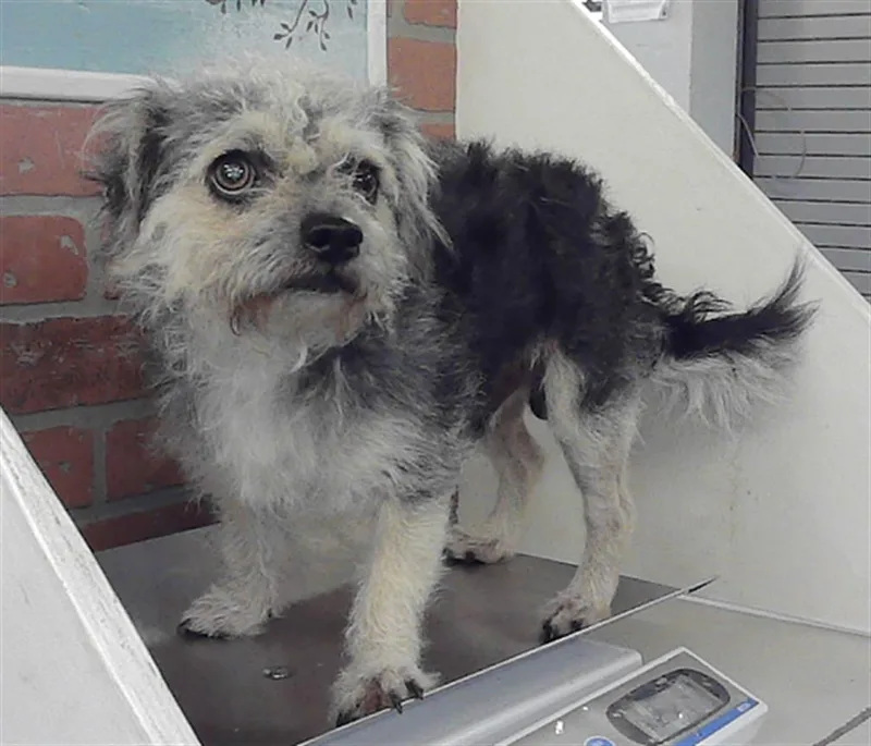 A young small-sized male Cairn Terrier dog named Morrico for adoption in Houston, TX
