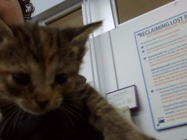 A baby medium-sized female Domestic Long Hair cat named Spice for adoption in Dallas, TX