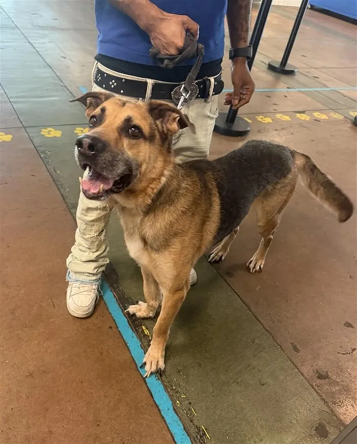 An adult large-sized male German Shepherd Dog dog named Kovu for adoption in Van Nuys, CA